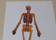Anatomia e Fisiologia Humanas-LEF 0616