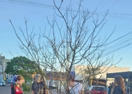 Polo Guaíba - Primavera na Sete de Setembro: flores que anunciam mais que uma estação