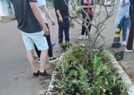 Polo Guaíba - Primavera na Sete de Setembro: flores que anunciam mais que uma estação