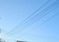 Polo Guaíba - Primavera na Sete de Setembro: flores que anunciam mais que uma estação